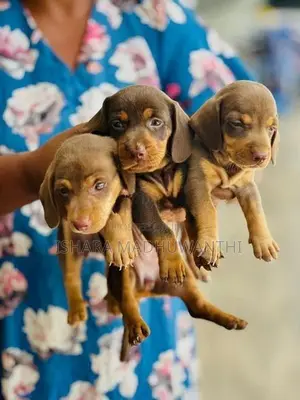 Dachshund Puppies