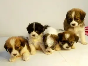 Shih Tzu Puppies
