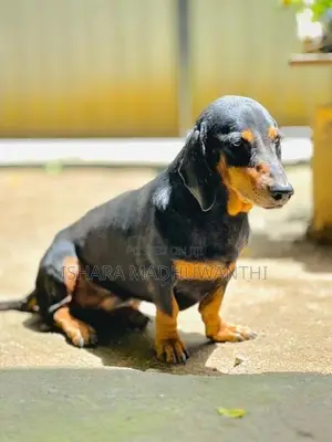Dachshund Puppies