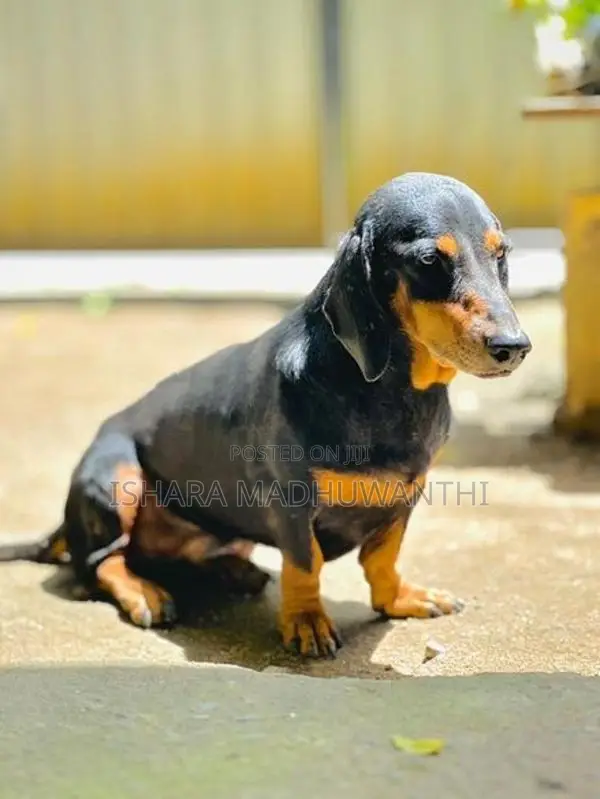 Dachshund Puppies