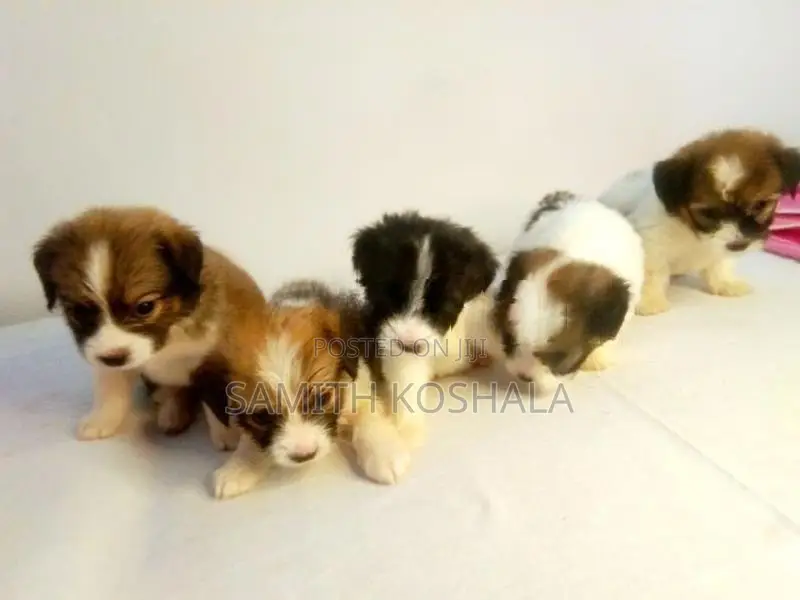 Shih Tzu Puppies