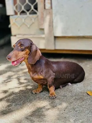Dachshund Puppies