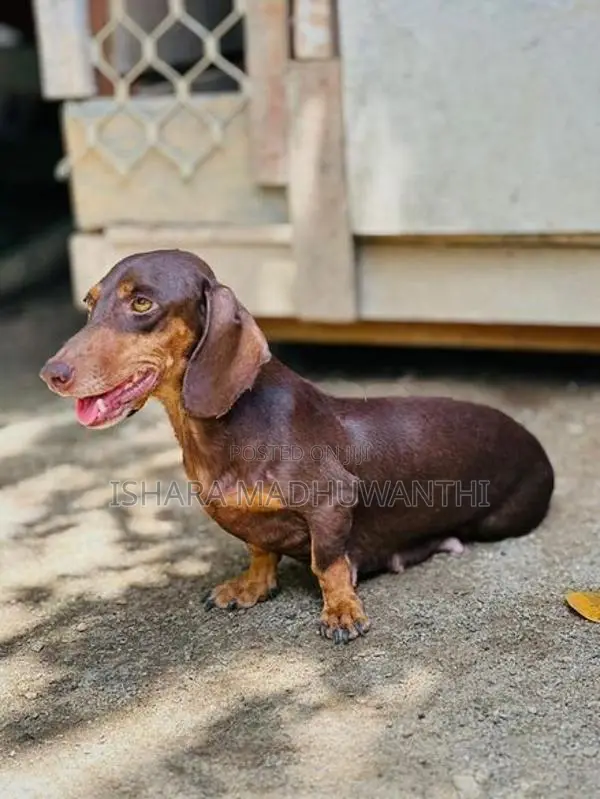 Dachshund Puppies
