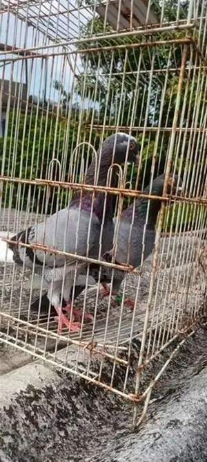 Pigeon