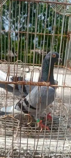 Pigeon