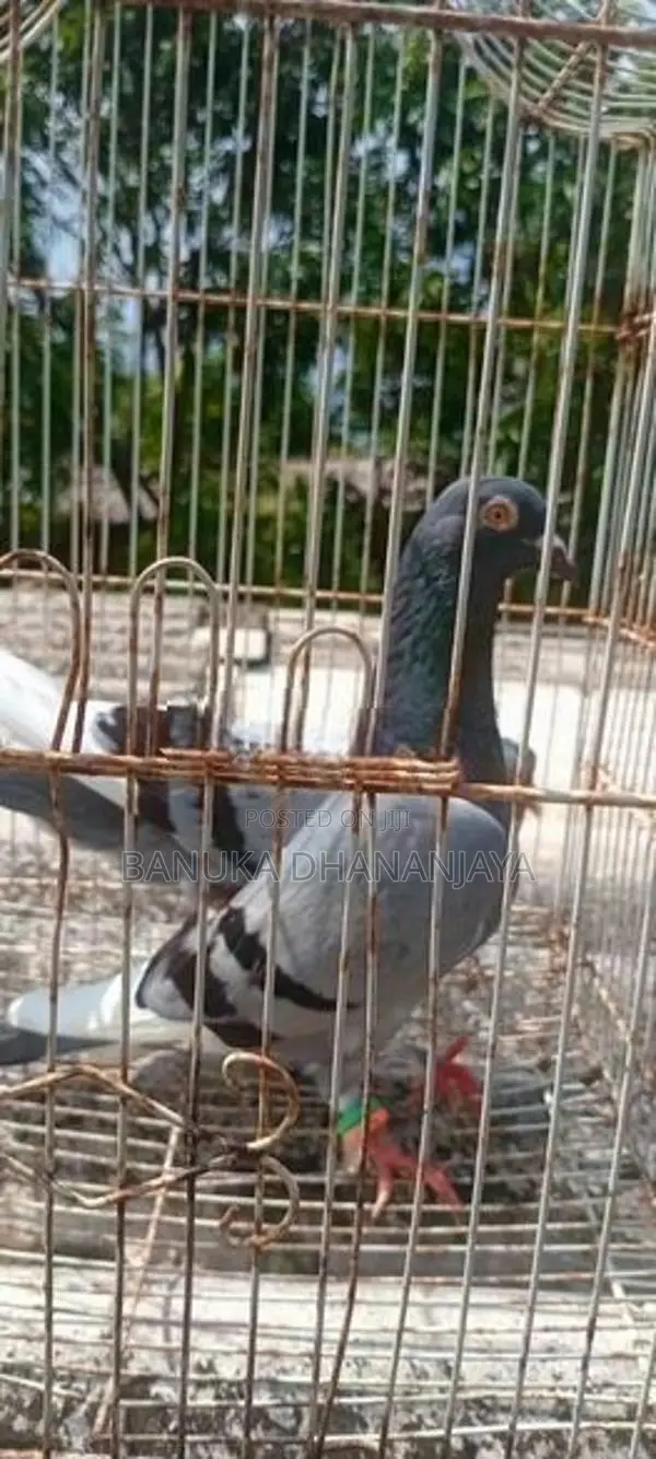 Pigeon