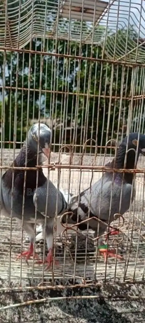 Pigeon