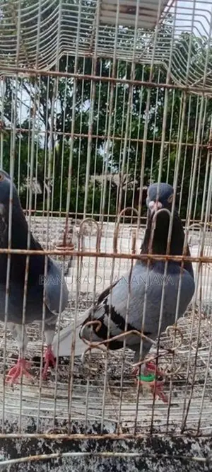 Pigeon