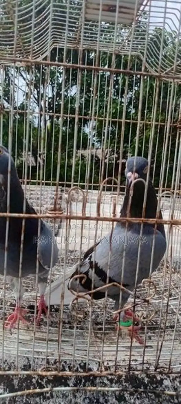 Pigeon