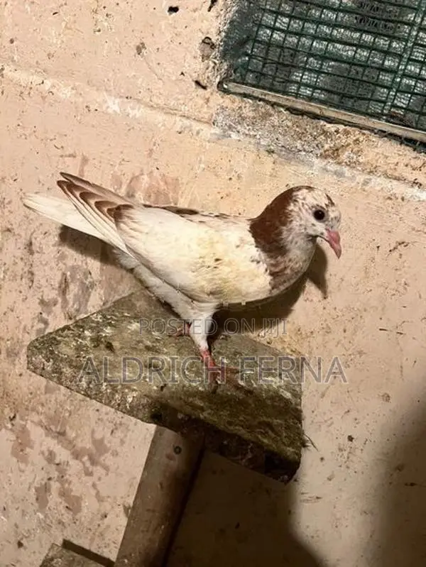 Pigeons
