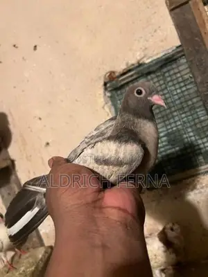 Pigeons