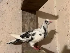 Pigeons