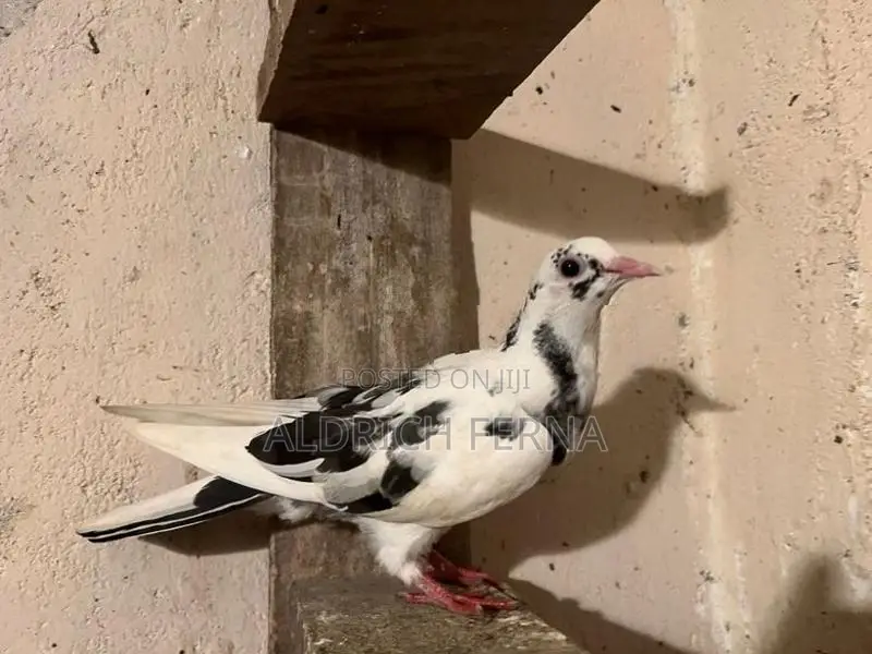 Pigeons