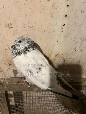 Pigeons
