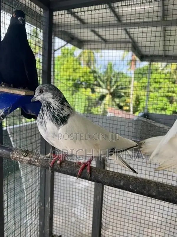 Pigeons