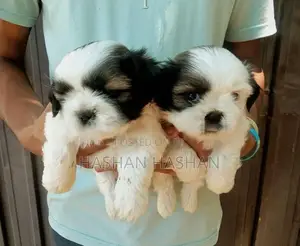 Shih Tzu Puppy