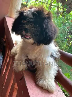 Shih Tzu Puppy