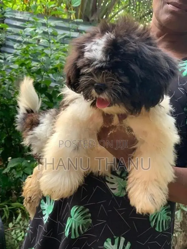 Shih Tzu Puppy