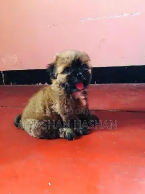 Shih Tzu Puppy
