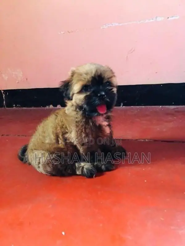 Shih Tzu Puppy