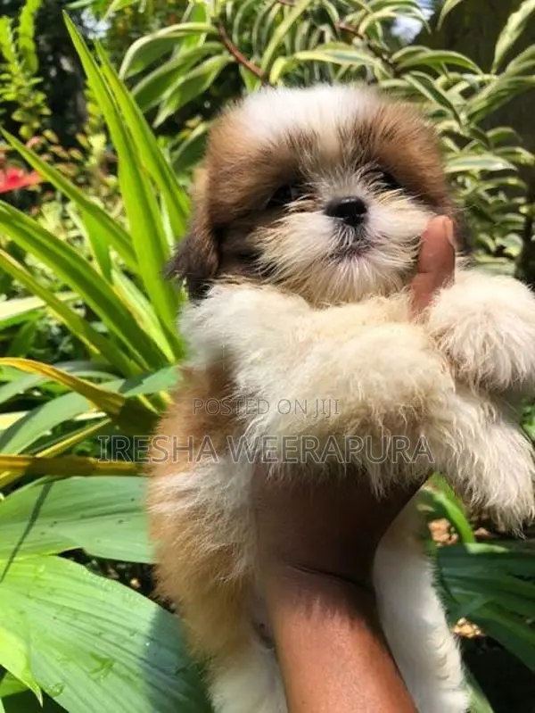 Shih Tzu Puppy