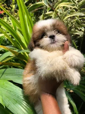Shih Tzu Puppy