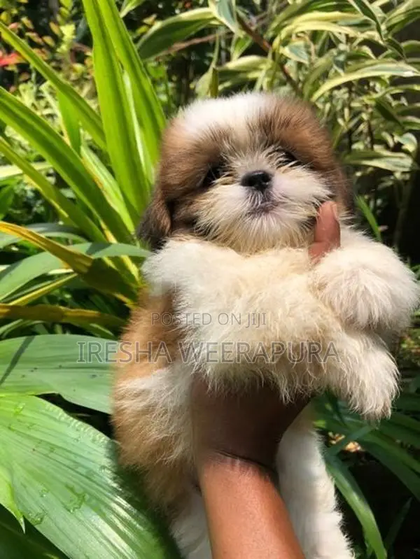 Shih Tzu Puppy