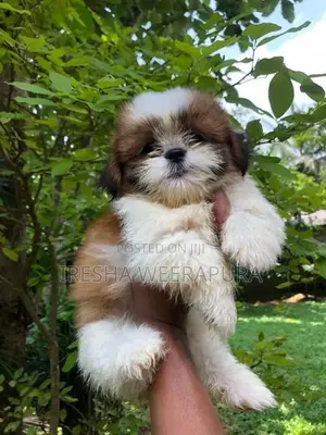 Shih Tzu Puppy