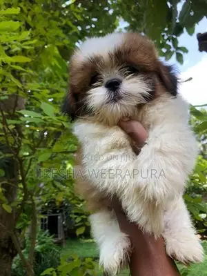Shih Tzu Puppy