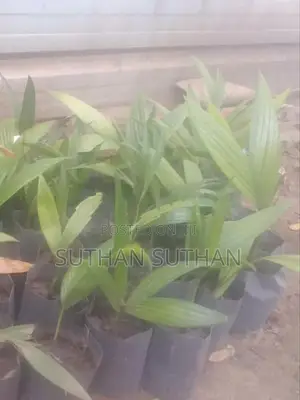 பாக்கு கன்றுகள்