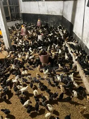 ගම් කිකිළි පැටව්