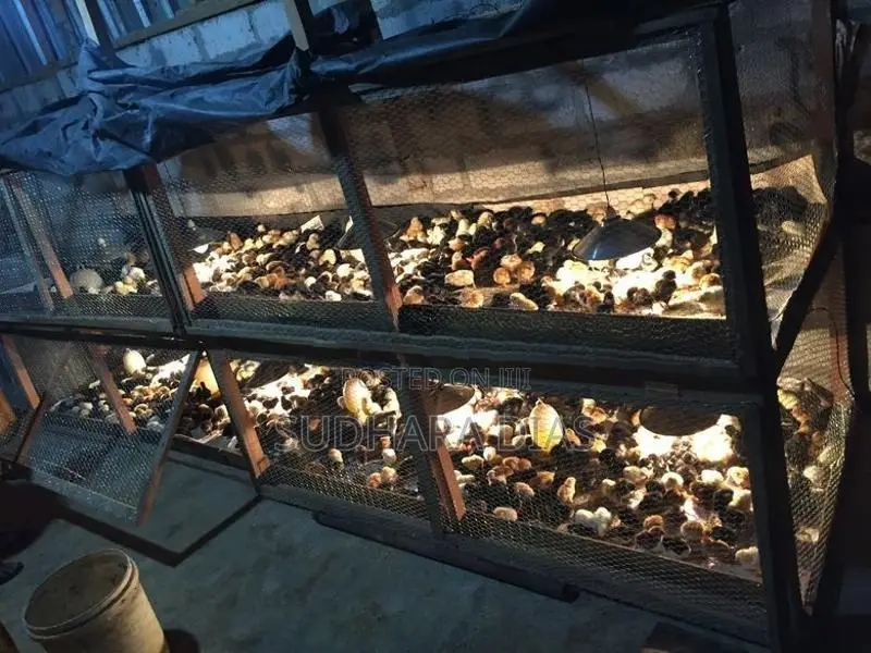 ගම් කිකිළි පැටව්