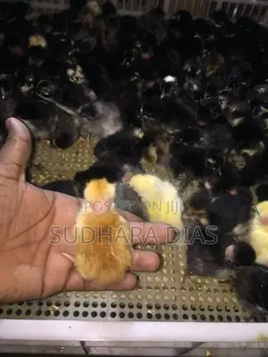 ගම් කිකිළි පැටව්