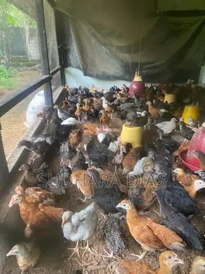 ගම් කිකිළි පැටව්