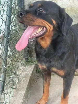 Rottweiler Puppy