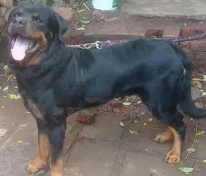 Rottweiler Puppy