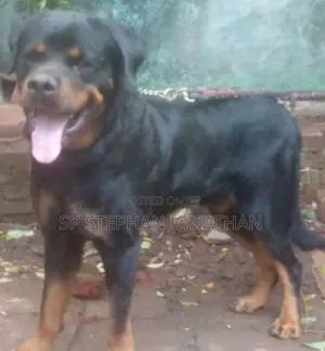 Rottweiler Puppy