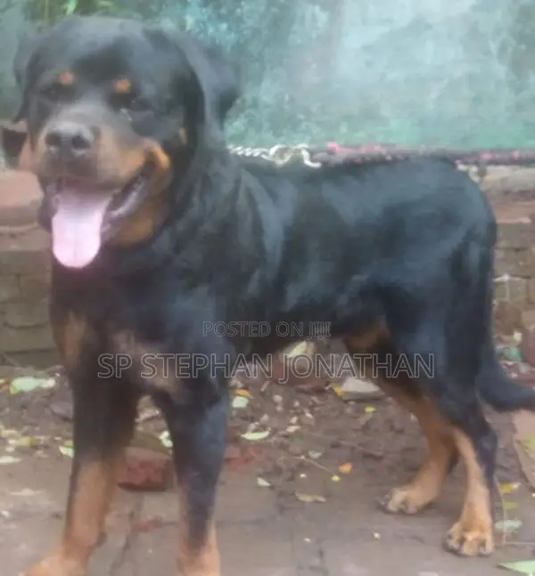 Rottweiler Puppy