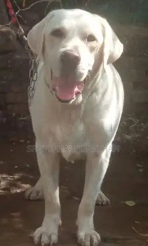 Labrador Dog