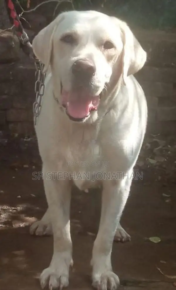 Labrador Dog