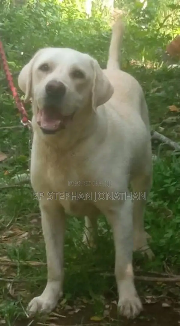 Labrador Dog