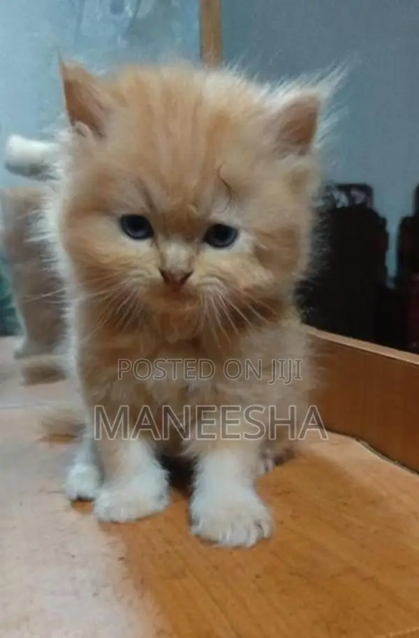 Persian Kittens