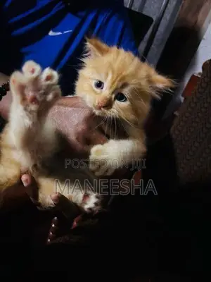 Persian Kittens