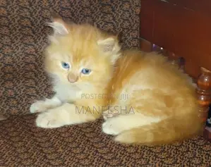 Persian Kittens