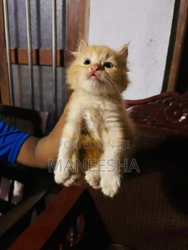 Persian Kittens