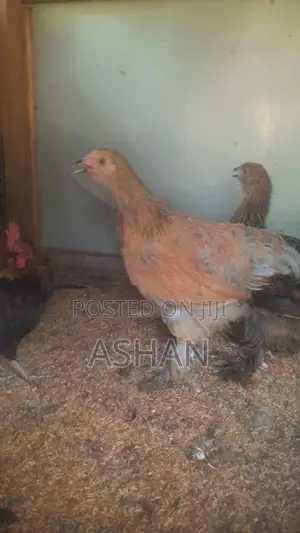 ගම් කුකුලු පැටව්