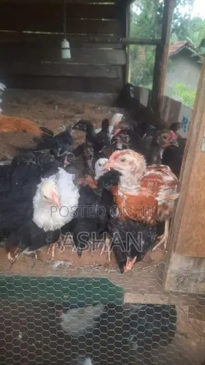 ගම් කුකුලු පැටව්
