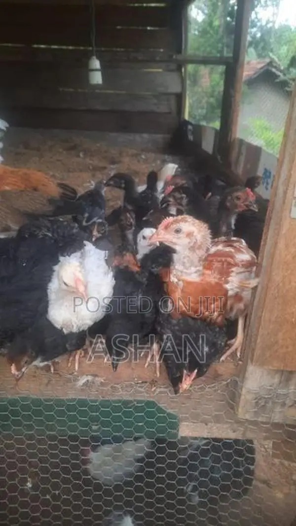 ගම් කුකුලු පැටව්