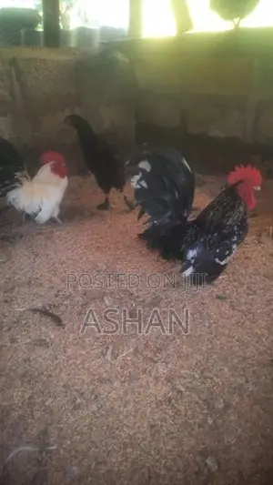 ගම් කුකුලු පැටව්
