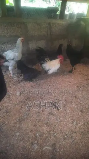 ගම් කුකුලු පැටව්